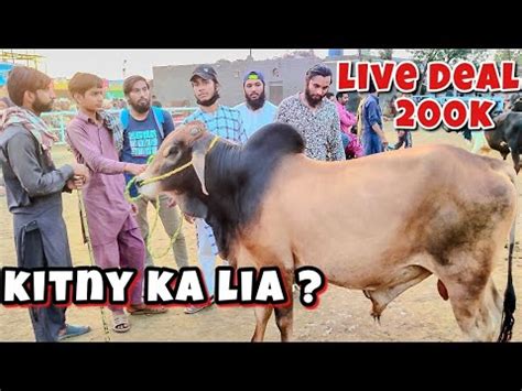 Kitny Ka Liya Qurbani Ka Janwar 2024 Shahpur Kanjra Mandi Lahore