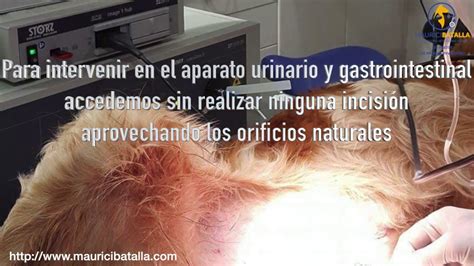 Endoscopia En Perros Y Gatos Laparoscopia En Perros Y Gatos