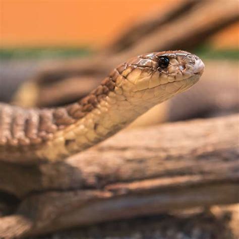 Snouted Cobra Snake Relocation Gaborone