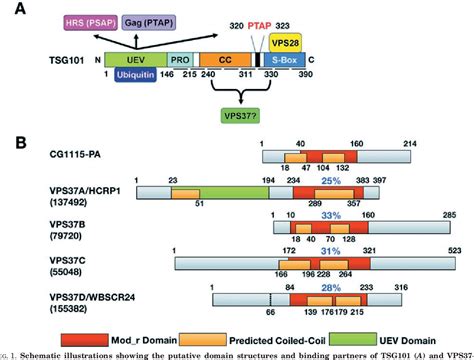 Figure From The Human Endosomal Sorting Complex Required For