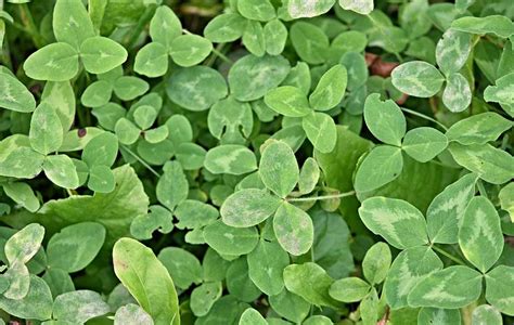 Red clover: Foraging for culinary and medicinal use - BritishLocalFood