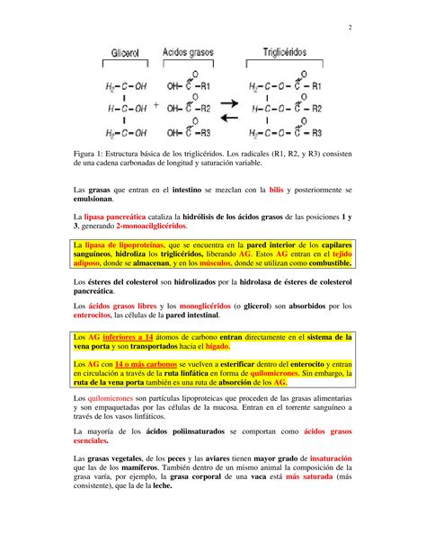 Grasas Digesti N Y Metabolismo Rumiantes Y No Rumiantes PDF