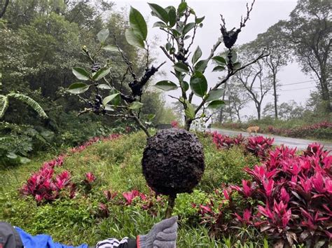 行道樹上虎頭蜂窩嚇壞民眾 獸醫趕到：蟻窩啦 生活 自由時報電子報