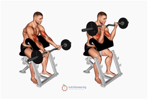 Hammer Curls Vs Bicep Curls How To Build Biceps Width Peak