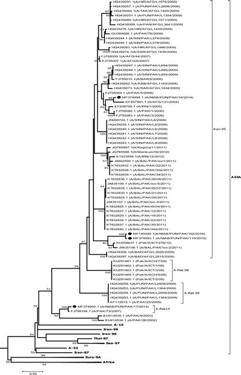 Maximum Likelihood Phylogenetic Tree Generated Using Nucleotide