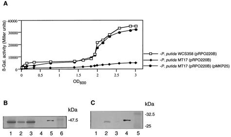 Regulation Of Rpos Gene Expression In Pseudomonas Involvement Of A