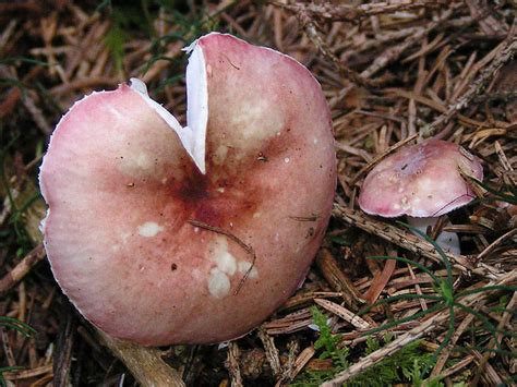 Russula Betularum The Ultimate Mushroom Guide