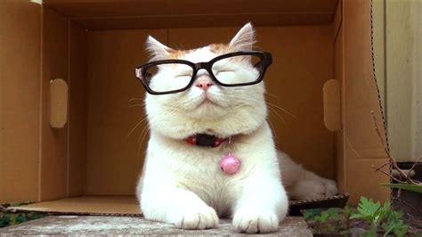Милый котик спасибо за внимание - фото и картинки abrakadabra.fun
