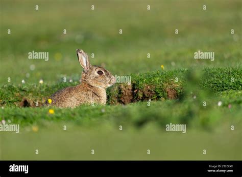 European Rabbit Oryctolagus Cuniculus Adult At Burrow Wavering Down