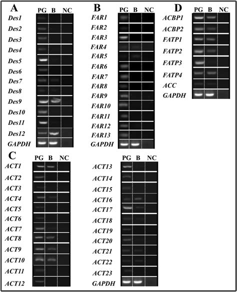 Expression Patterns Of Sex Pheromone Biosynthesis Related Genes Using