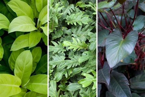 indoor flowering plants