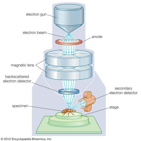 Electron Microscope Principle Types Parts Application Diagram