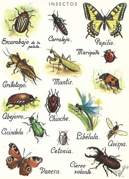 Insectos Típicos