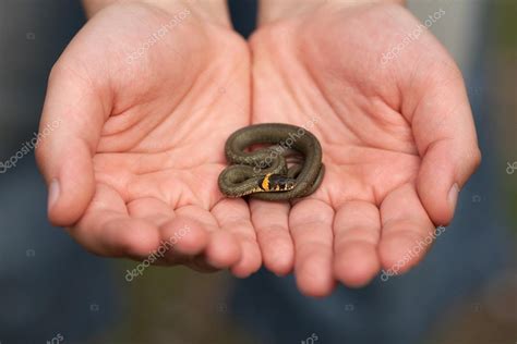 Little Snake In Male Hands Stock Photo By ©vvvita 39625579