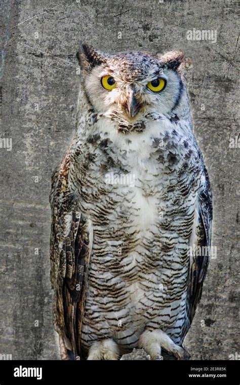 Great Horned Owl Bubo Virginianus Stock Photo Alamy