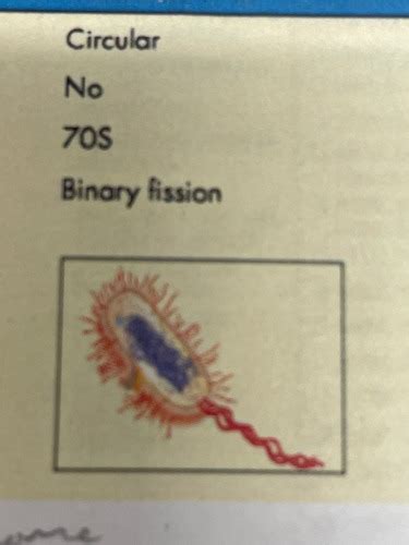 Microbio Final Ch 10 11 12 13 Flashcards Quizlet