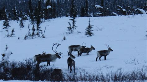 Porcupine caribou return to the Dempster, after 5 years staying north ...