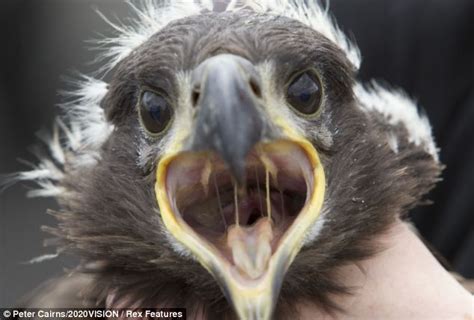 The Return Of The Sea Eagle Researchers Say Once Extinct Bird Is Now