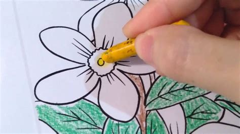 Philippine National Symbols Coloring Pages Joy In Crafting