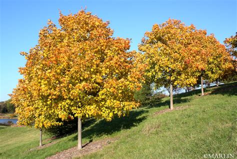 Green Mountain Sugar Maple - North American Insects & Spiders