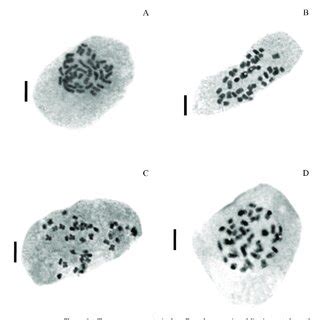 Chromosome Counts In Four Paspalum Species Mitotic Metaphase Showing