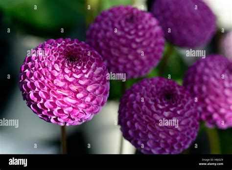 Dahlia John Markham Purple Pom Pom Dahlias Irish Bred Flower Flowers