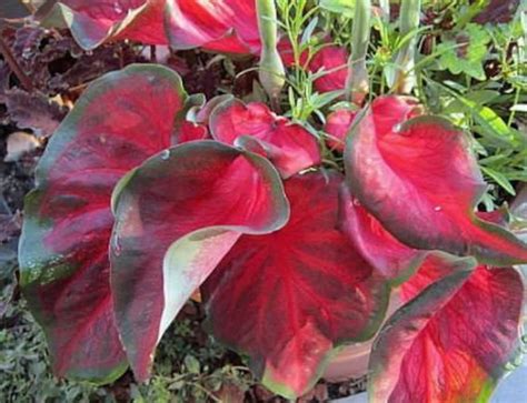 Florida Red Ruffles Caladium Full Sun To Partial Sun