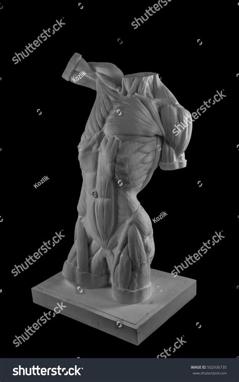 Plaster Statue Naked Man Torso Anatomical Stock Photo