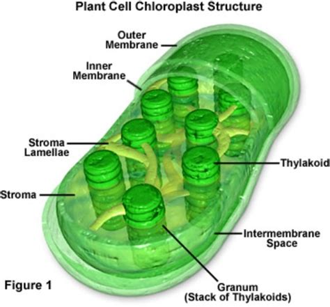 10 Facts About Chloroplast Fact File