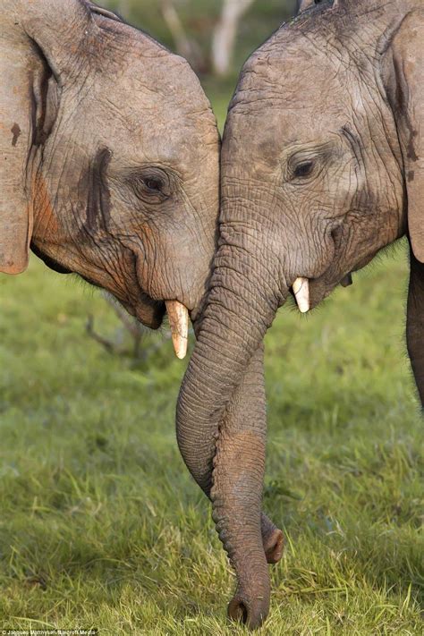 Photographer Jacques Matthysen Said Two Young Elephants Locked Trunks