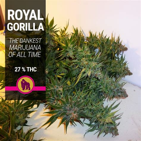 Royal Gorilla By Royal Queen Seeds R Cannabiscultivation