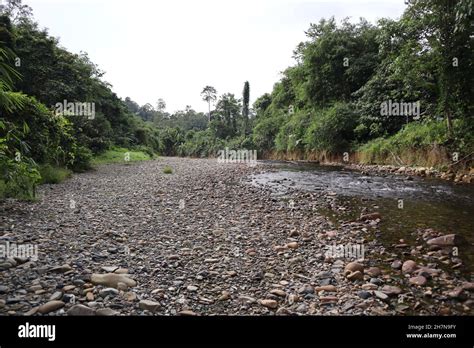 Nature of the Central Kalimantan forest Stock Photo - Alamy