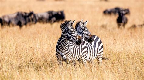 Happy International Zebra Day 2024 Wishes Quotes Greetings