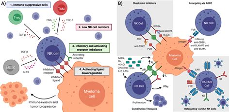 Frontiers Targeting Nk Cell Inhibitory Receptors For Precision