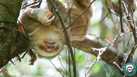 Home Of The Sloth Institute Costa Rica Tulemar Resort Hotel