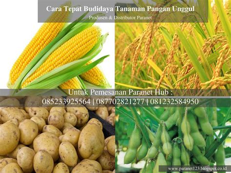 Cara Tepat Budidaya Tanaman Pangan Unggul