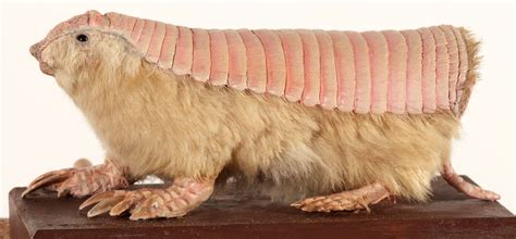 Pink fairy armadillo - Encyclopedia of Life