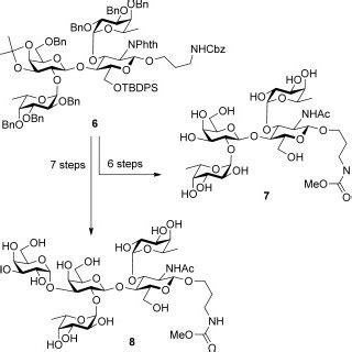 Scheme 1. Synthesis of oligosaccharides 7 and 8. | Download Scientific ...