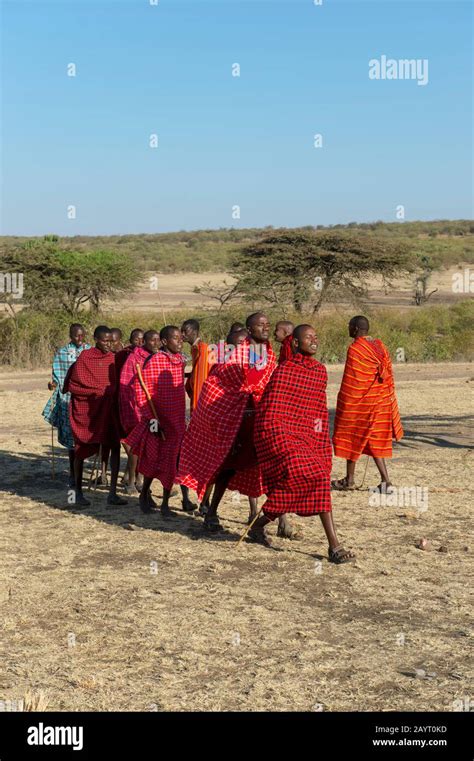 Young Maasai Men Performing A Traditional Jumping Dance In The Masai