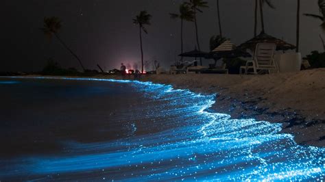 Playas Espa Olas Para Disfrutar De La Bioluminiscencia En Tu Pr Ximo