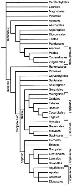 A New Ordinal Classification Of The Flowering Plants Trends In Ecology