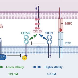 Mechanism Of Co Inhibition By Tigit And Pd The Tigit Cd Pathway