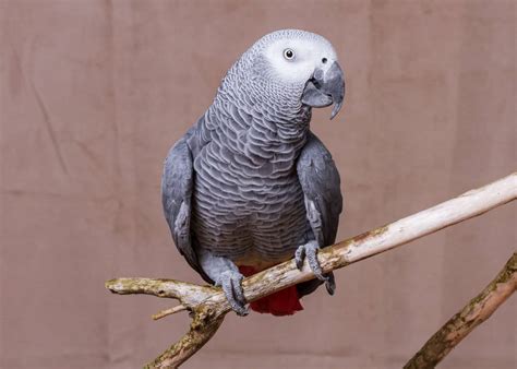 44 African Grey Parrot Facts (Complete Guide) Talkative Congo Grey ...