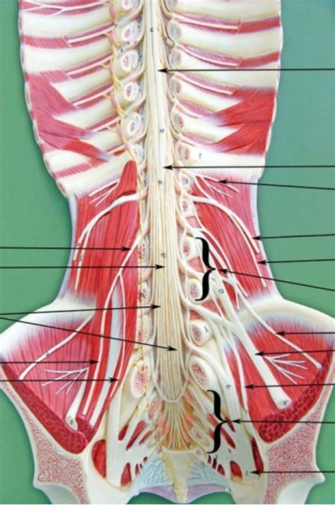 Lumbar Plexus Diagram Quizlet