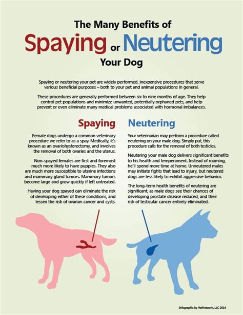 Heres Why You Should Spay Or Neuter Your Pet Vet Medicine Vet Tech