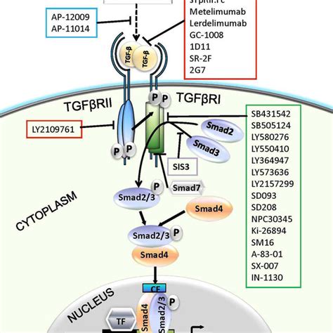 The Tgf Signaling Through Smad Dependent And Smad Independent