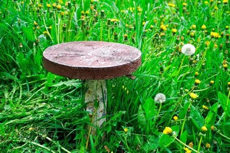 Wood Chair On Green Grass Out Door Creative Concept Medidation Idea