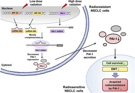 LDR Induced MiR 30a And MiR 30b Target The PAI 1 Pathway To Control