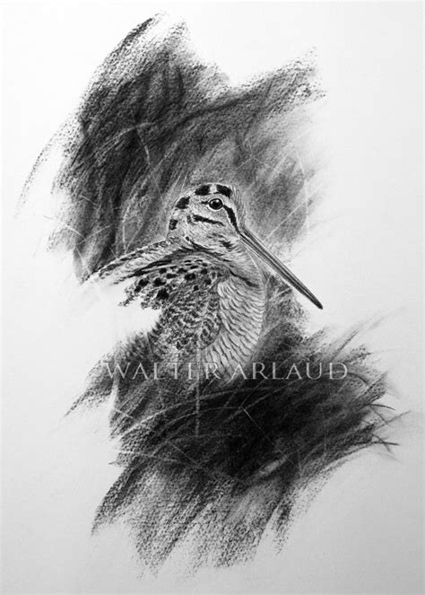 Galeries Oeuvres D Art Wildlife Artists Bird Illustration Bird