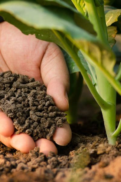 When How To Fertilize Garden Plants 5 Big Secrets To Success